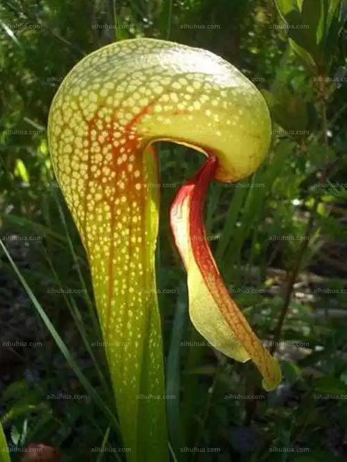 眼镜蛇瓶子草图片