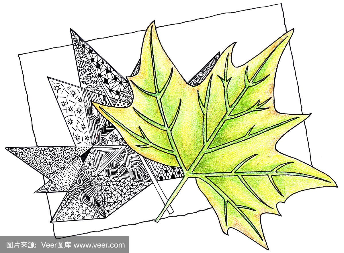 墨水笔,铅笔画,枫树,高雅,秋天