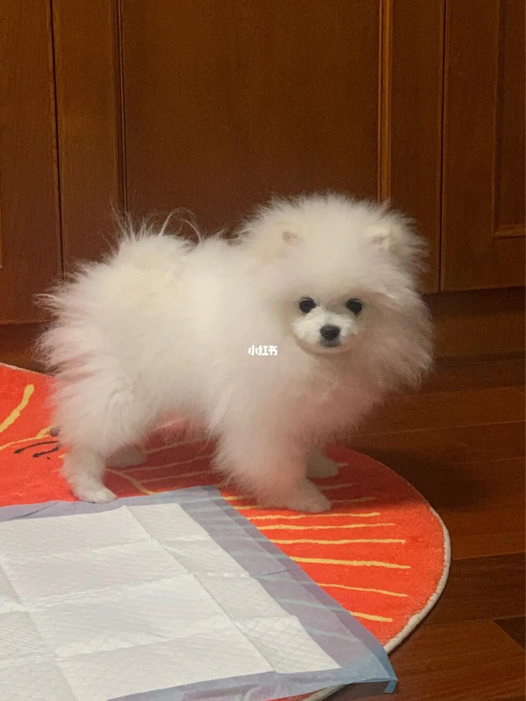 5个月的博美,品相怎么样?#我的萌宠  #新手养博美犬