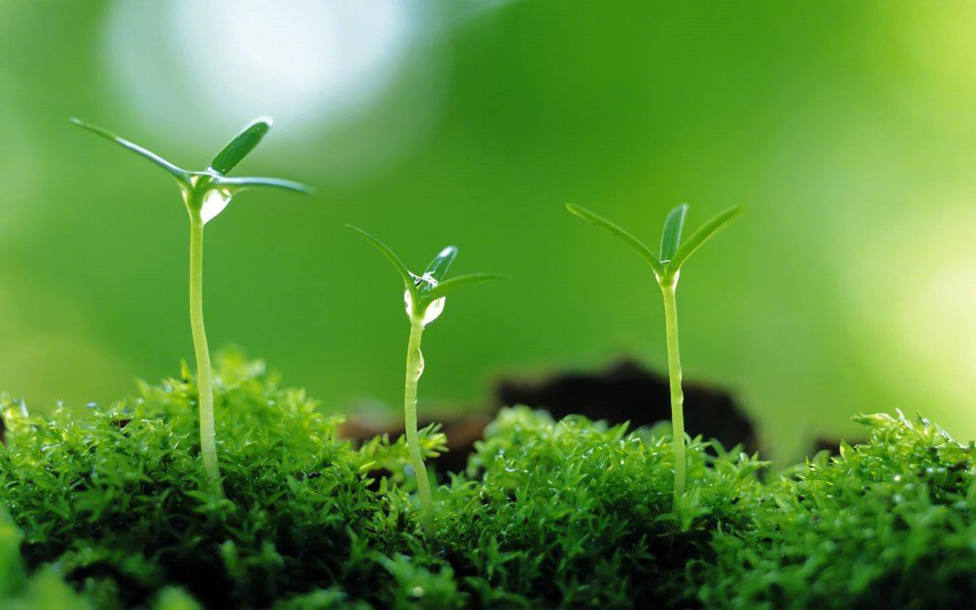 清新护眼绿色嫩芽图片桌面壁纸