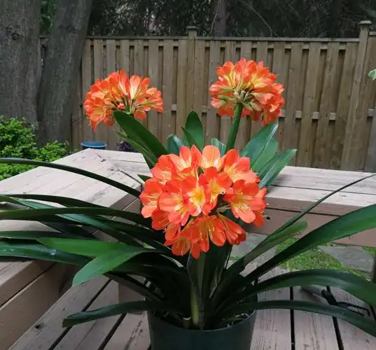 宽叶君子兰,花色鲜红.