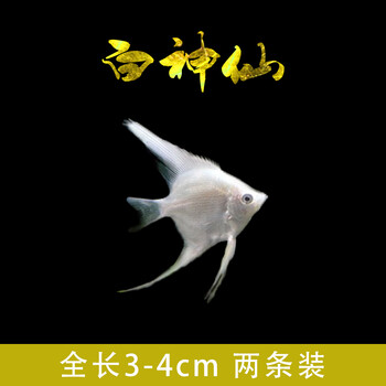 秘鲁七彩神仙鱼活体观赏鱼燕鱼秘鲁红头玻璃墨燕小型鱼苗套餐3cm白