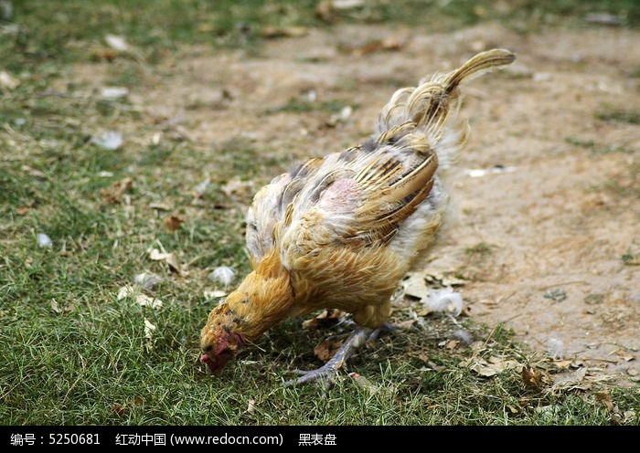 换毛中丑陋的母鸡