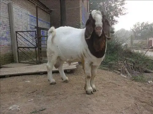 无锡供应黑山羊