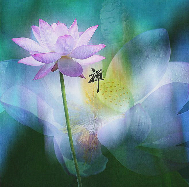 莲花象征着什么莲花与佛教的关系