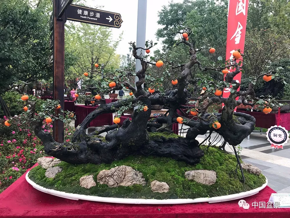 "中国·贵州·遵义第一届交旅投杯金弹子盆景展"隆重开幕