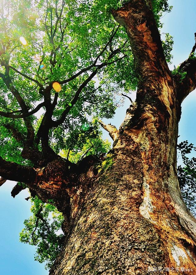 七绝·老樟树:碧发蓬松几丈长,樟树居然能活上千年!