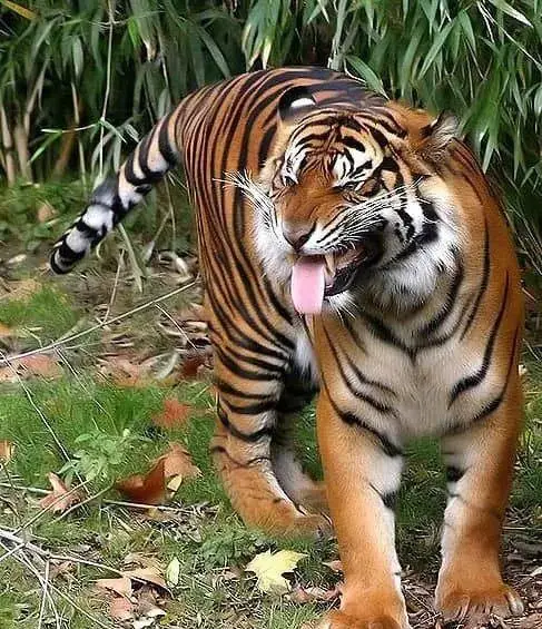 世界上最小的老虎,苏门答腊虎_人类_条纹_长度