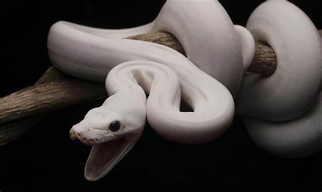 传说中,西汉开国君主刘邦,曾于芒砀山斩白蛇起义,白蛇又被传为白帝之