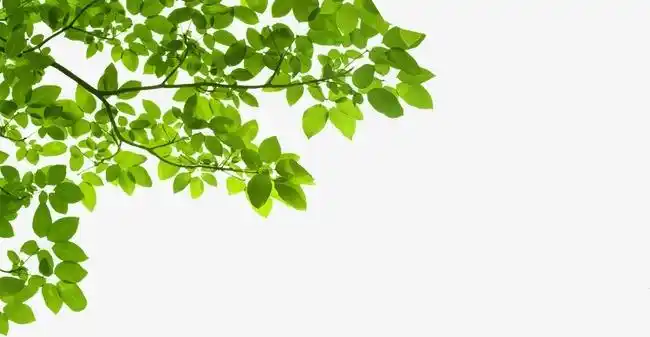 绿叶树枝_素材图片免费下载_富图网