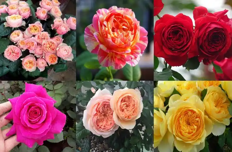 品种介绍阳台露台空间较小,适合一些微型月季和低矮的丰花月季种植