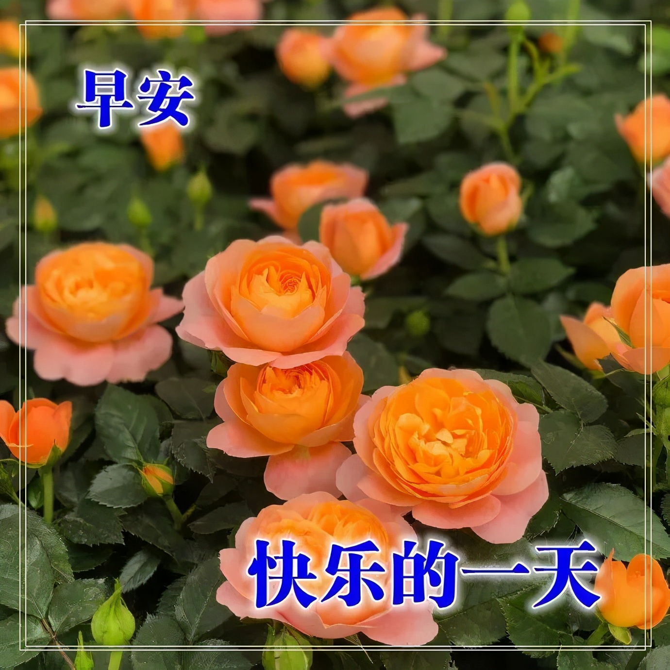 早上好问候语阳光句子,2021唯美早安祝福图片表情