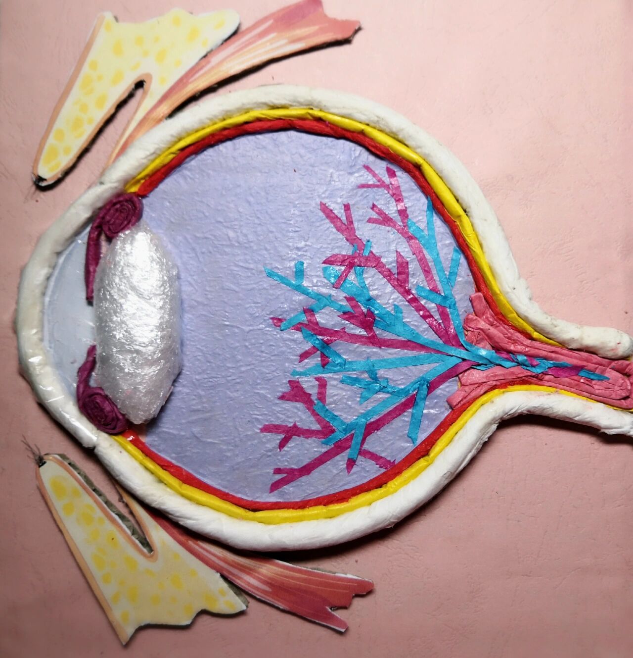 眼球的解剖模型 初中生的手工作业