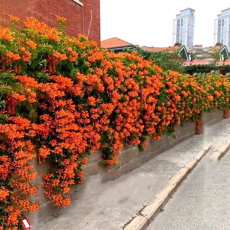 凌霄花苗爬藤植物老桩大苗庭院花卉四季开花俄罗斯美国凌霄花树苗