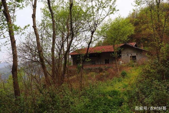 秦岭深山被埋藏的小院,房前屋后山花绽放,适合田园生活