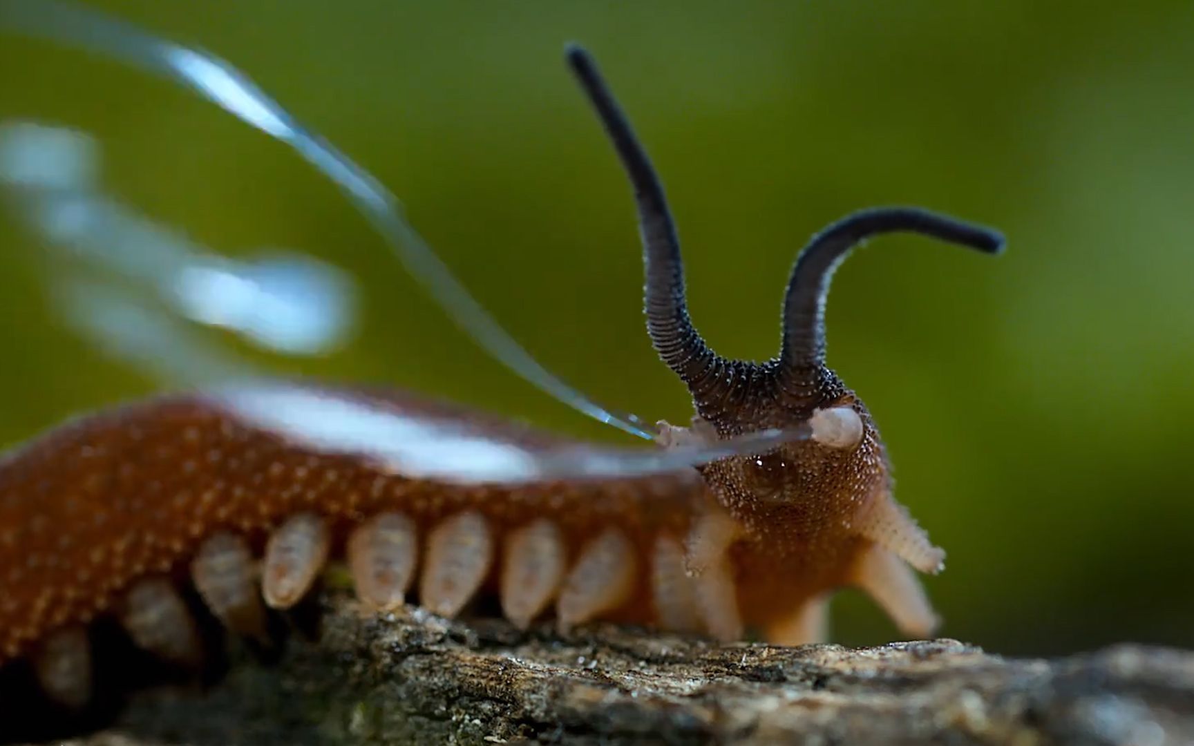 会喷"502胶水"的天鹅绒虫,看似人畜无害,实则是个昆虫杀手!