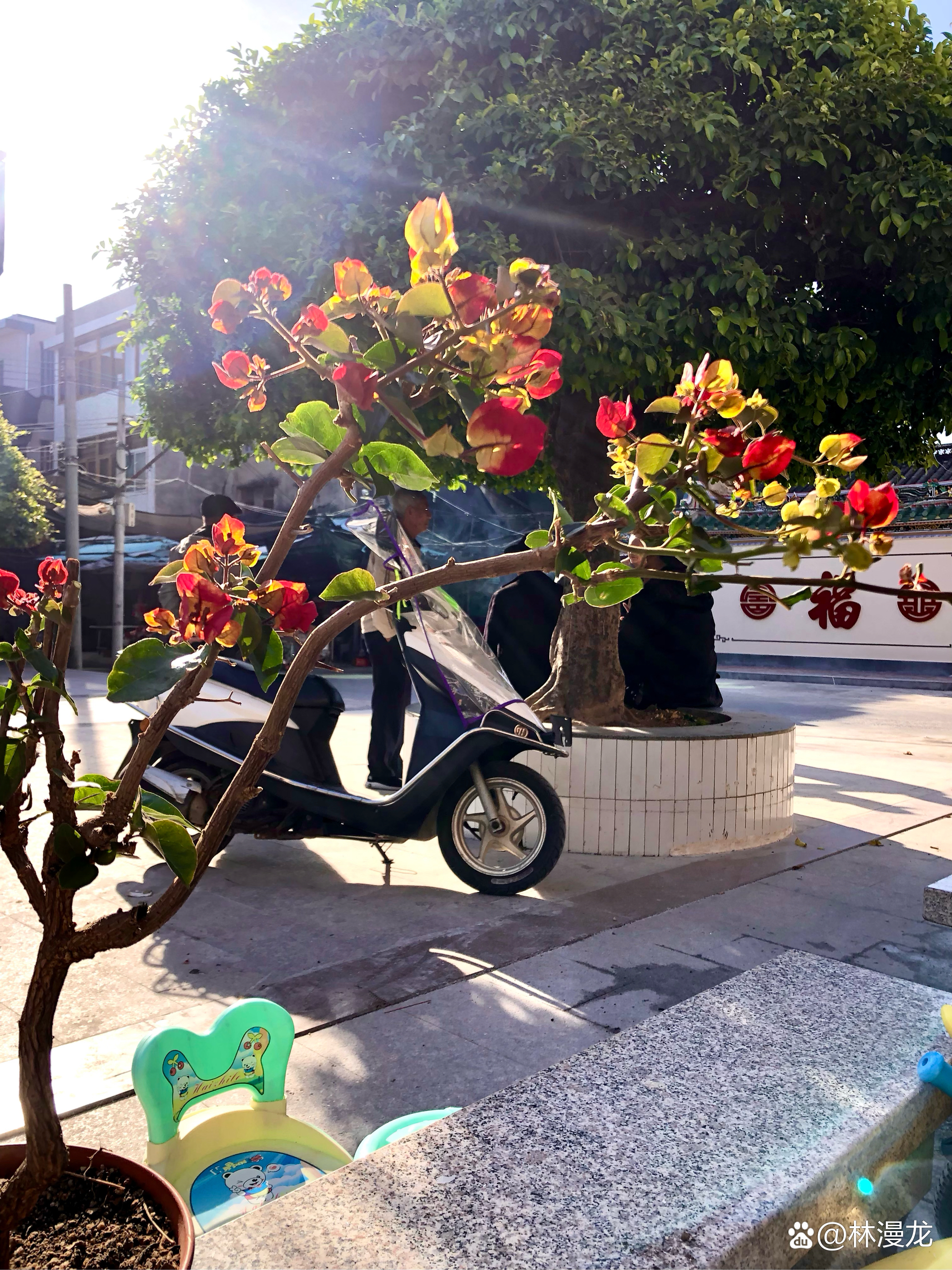 冬天的印度画报三角梅,花色艳丽.