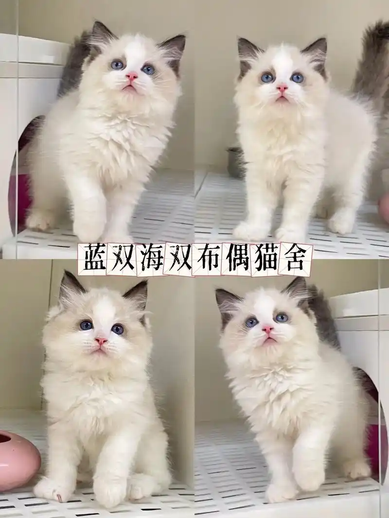 布偶猫舍推荐|或许你想养一只棉花糖吗?空闲了不知道去哪?不妨 - 抖音