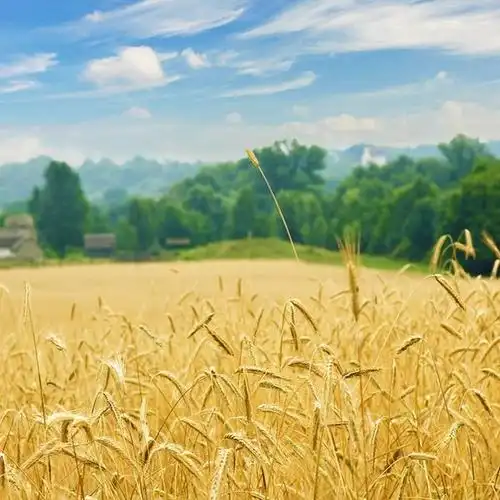 白云蓝天金色麦田头像