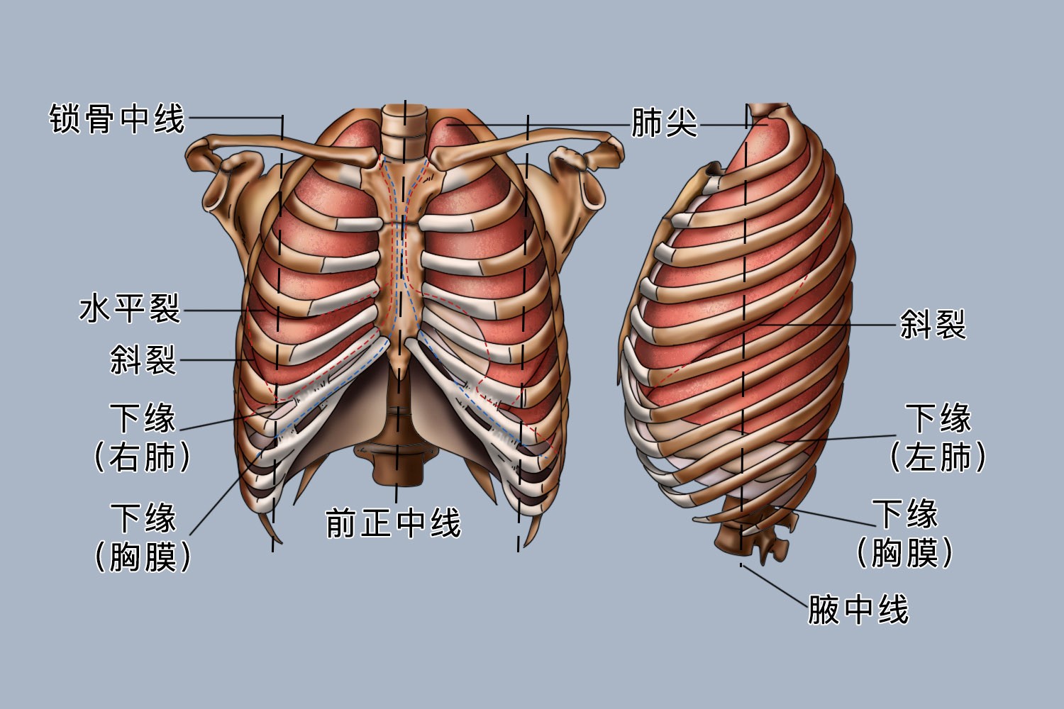 男人肺部结构图
