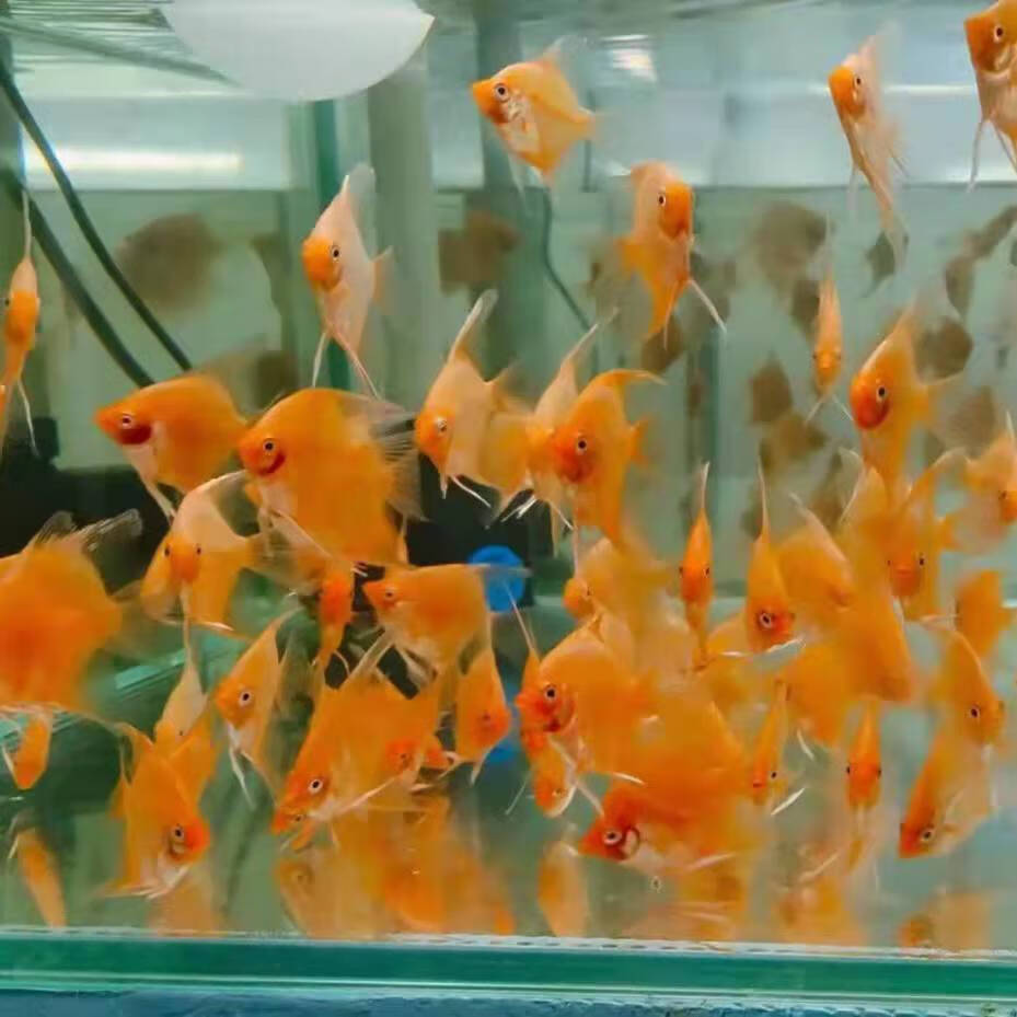 奢络弗 红魔鬼神仙鱼燕鱼净版无黑斑热带观赏鱼活体燕鱼活体德系红