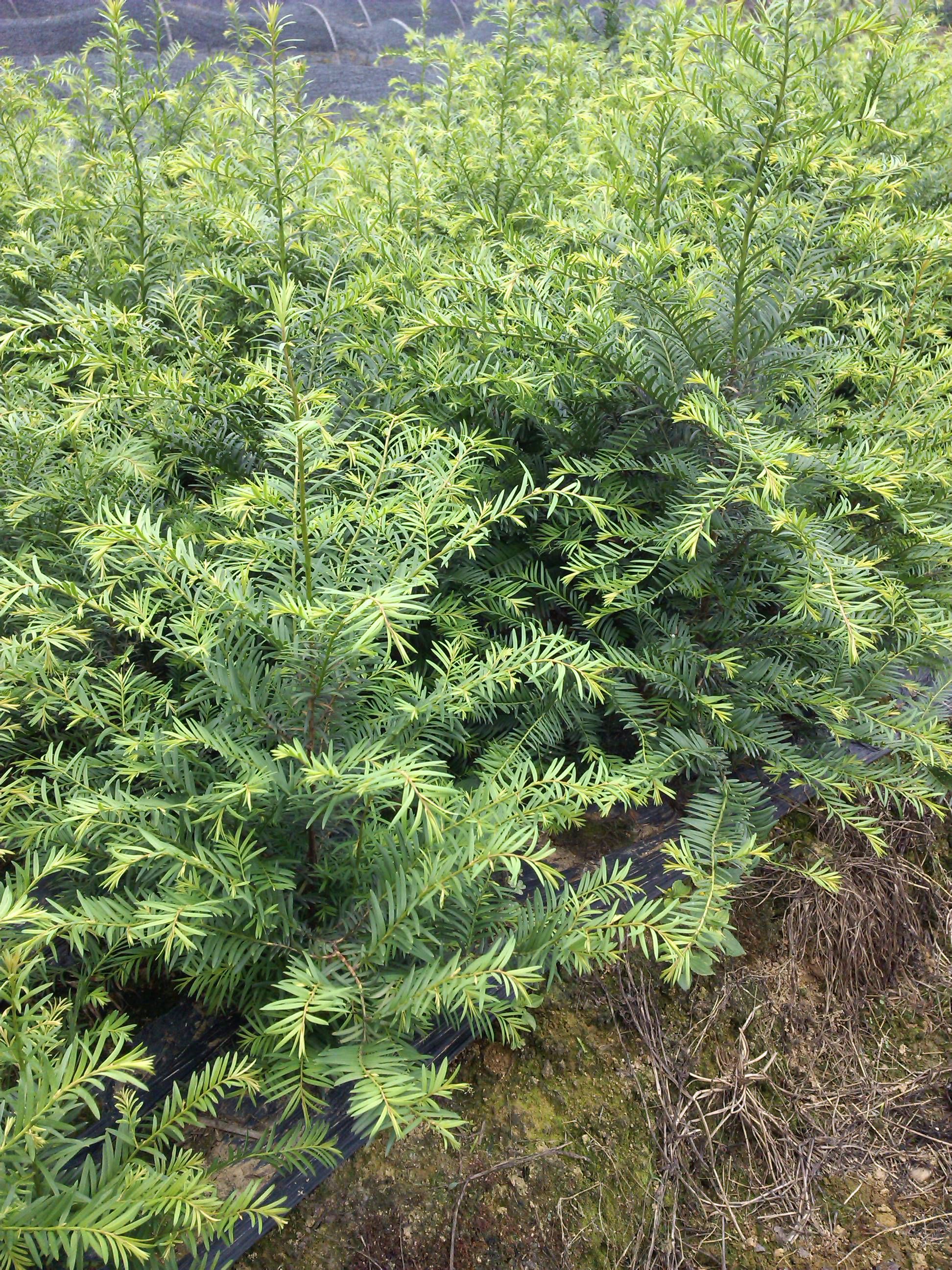 请问这是什么品种的红豆杉?