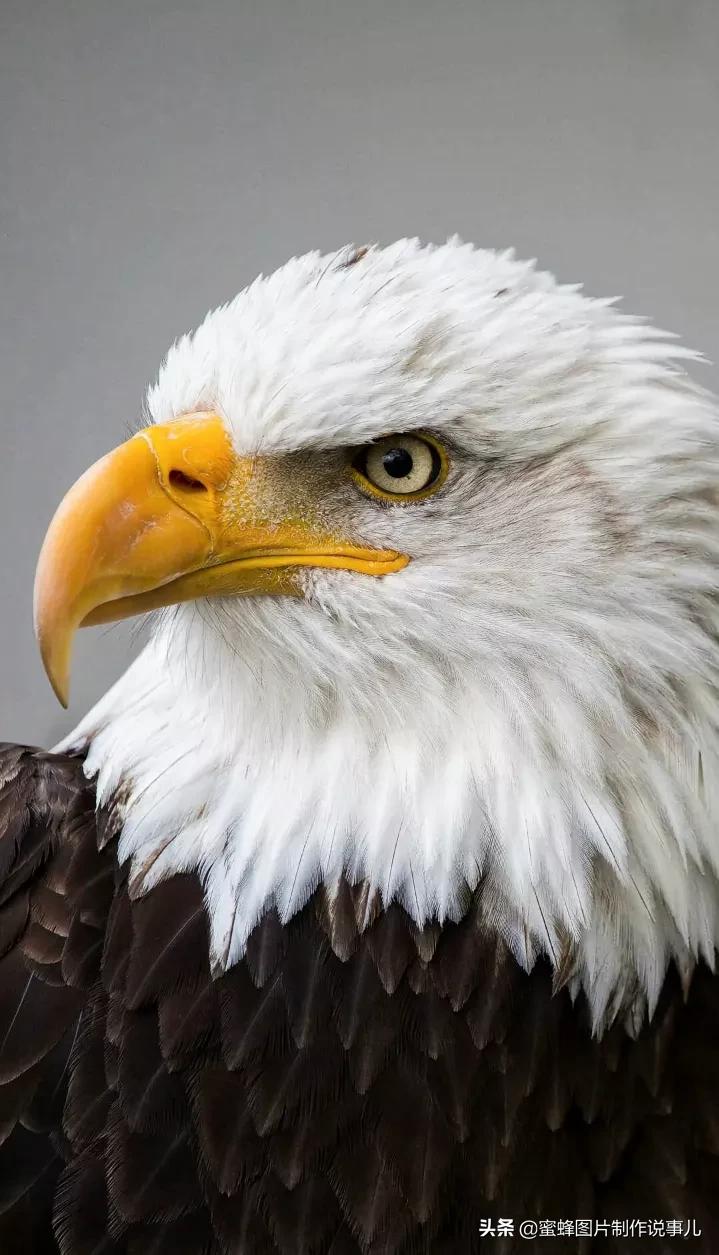 有关雏鹰的名言关于雄鹰的励志名言或对联