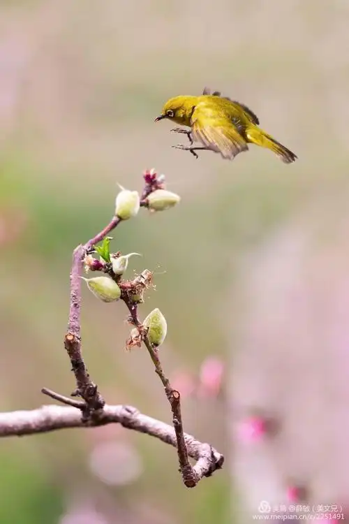 鸟语花香的春天