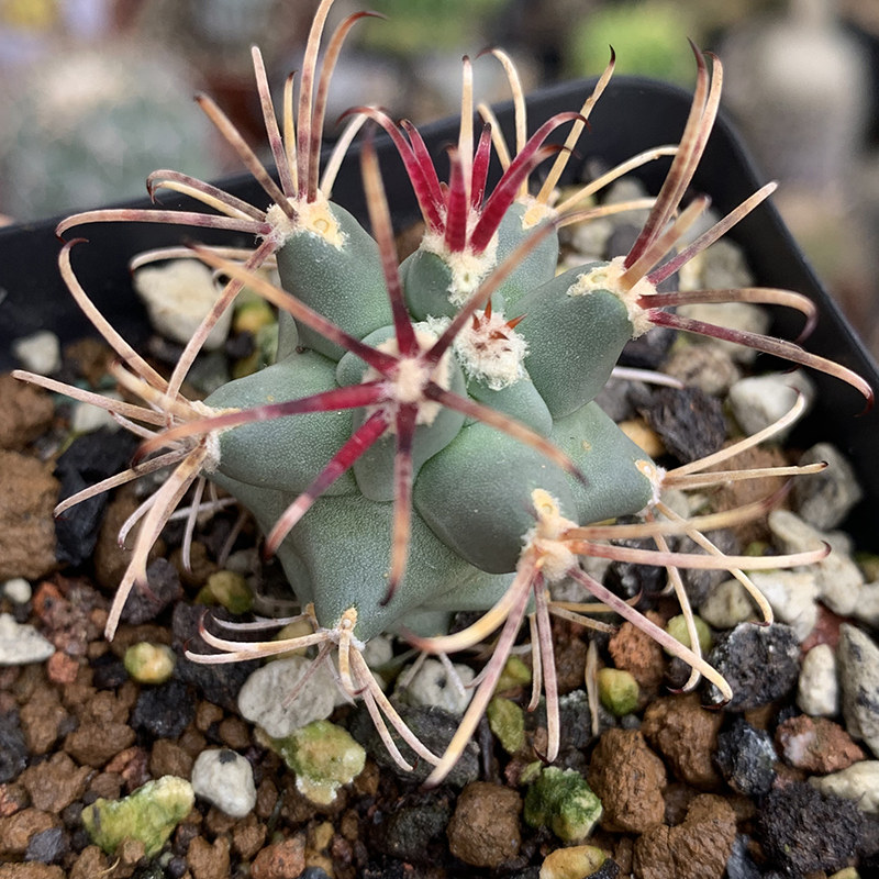 描春强刺属实生黑罗刹开花实生仙人球掌柱多多肉植物