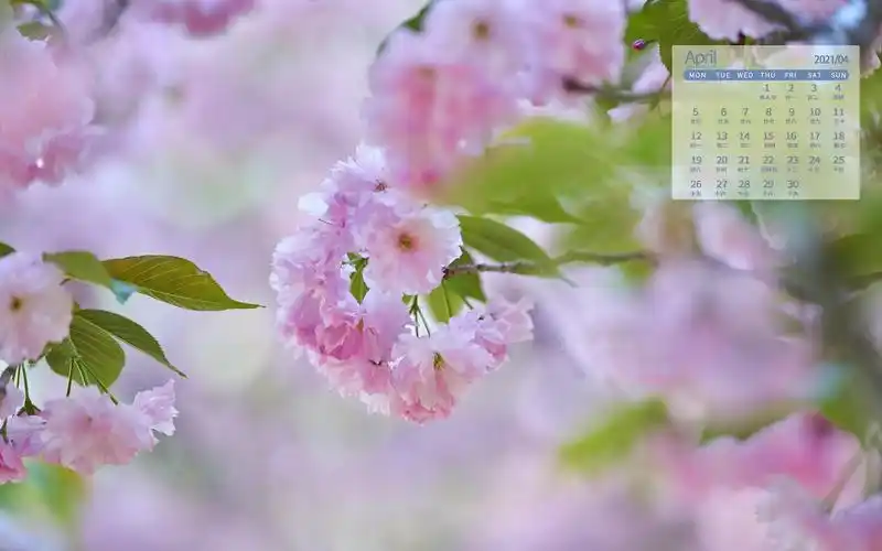 2021年4月小清新晚樱粉黛登场唯美图片日历,月历壁纸-回车桌面