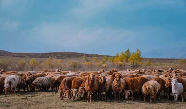 吃一口遥远新疆的大尾羊