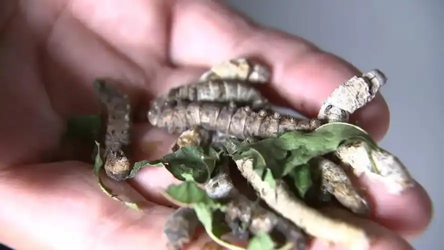 如皋磨头:蚕宝宝即将抽丝结茧,开了几次窗咋就发黑死亡了?