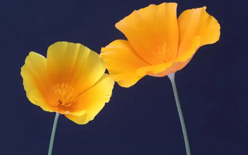 电脑壁纸 花卉 鲜花 小清新迷人的橙色花卉