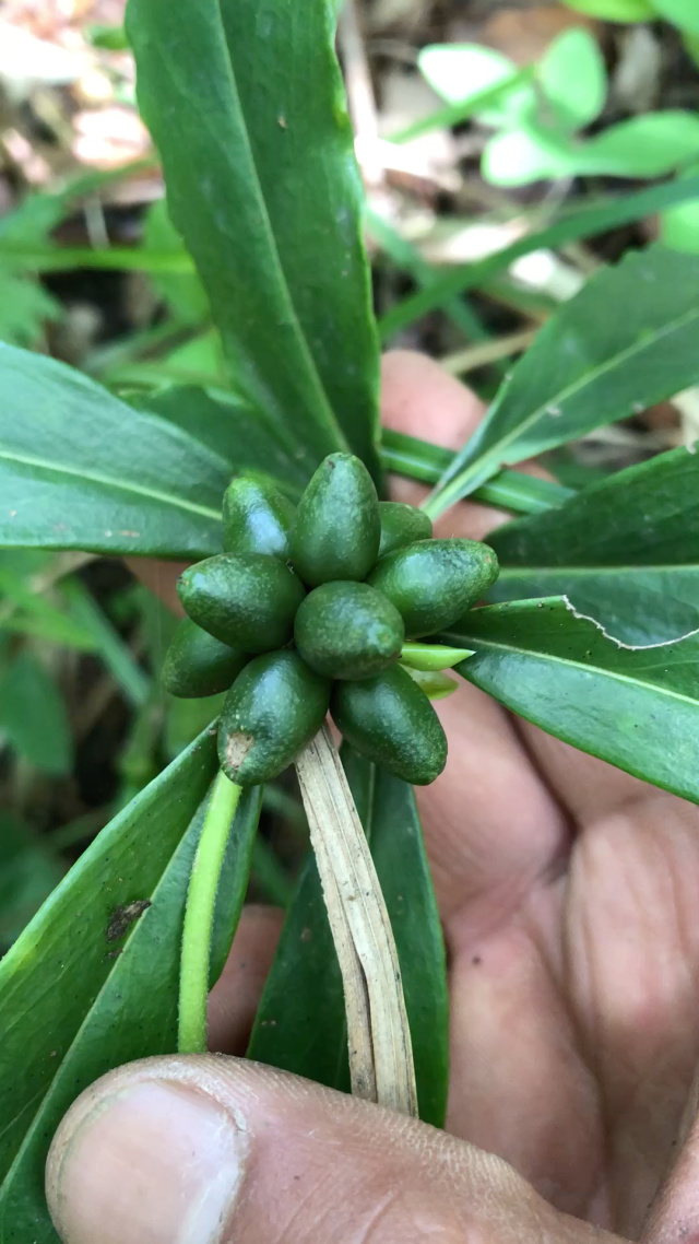 此物乃瑞香果子.