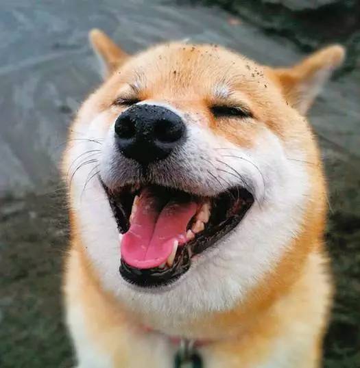 萌化了,柴犬的微笑太治愈了!给你一整天的好心情