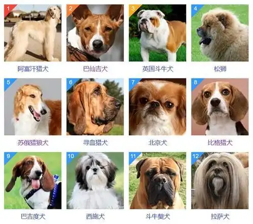 犬类智商排名前200名中国犬类智商排名