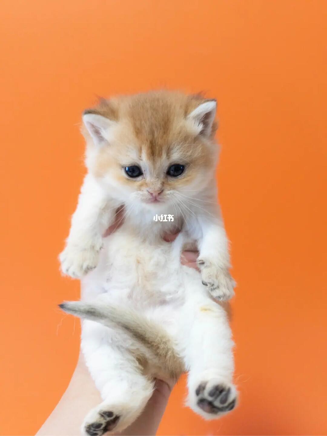 金渐层猫咪1500元