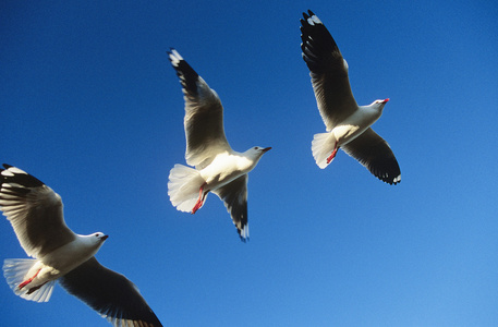 三个鸟儿飞翔在行照片