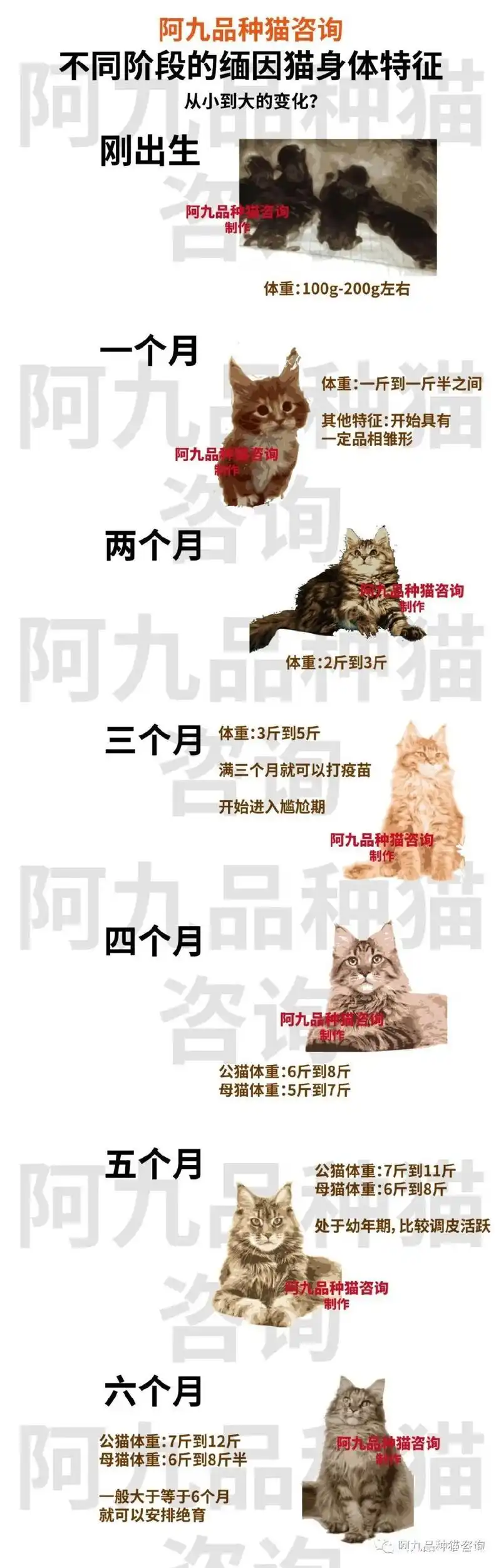 缅因猫成长期,缅因猫成长期是多久,缅因猫体重年龄对照表