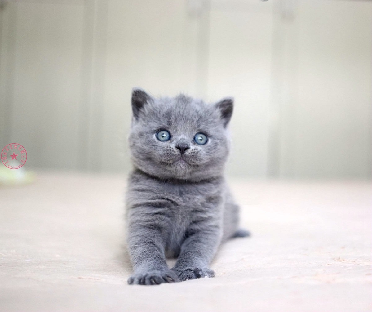 可爱宠物 蓝猫q4 英短掉毛多吗?怎么处理?