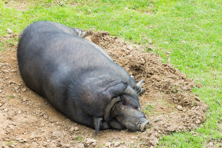 睡着的猪简笔画图片