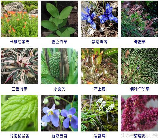 草本植物有哪些300种常见的草本植物