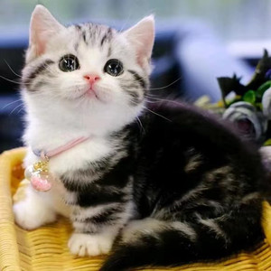 纯种美短猫活体虎斑猫加白起司猫矮脚猫折耳小猫活物宠物猫咪幼崽