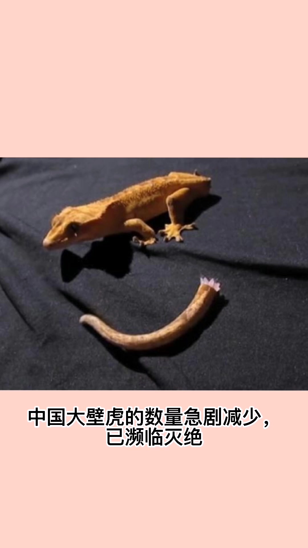 壁虎是几级保护动物?