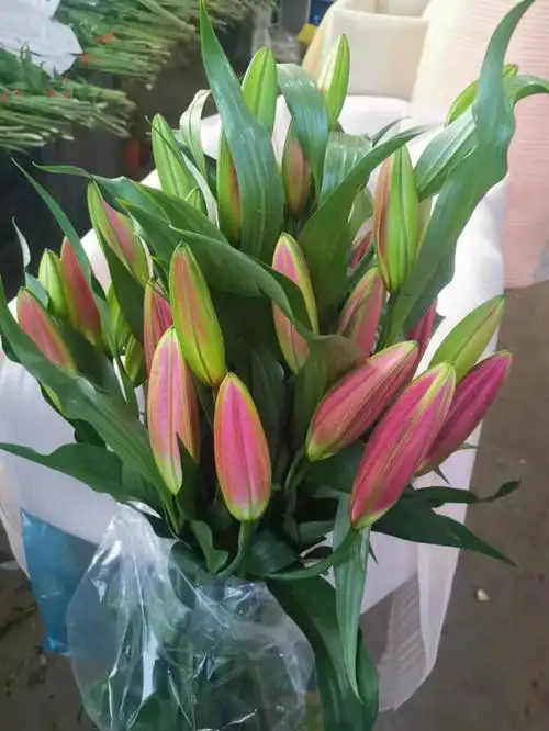 年宵香水百合质量不错