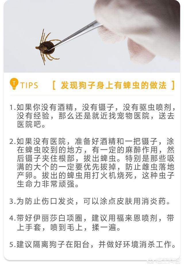 狗蜱虫狗蜱虫怎么去除