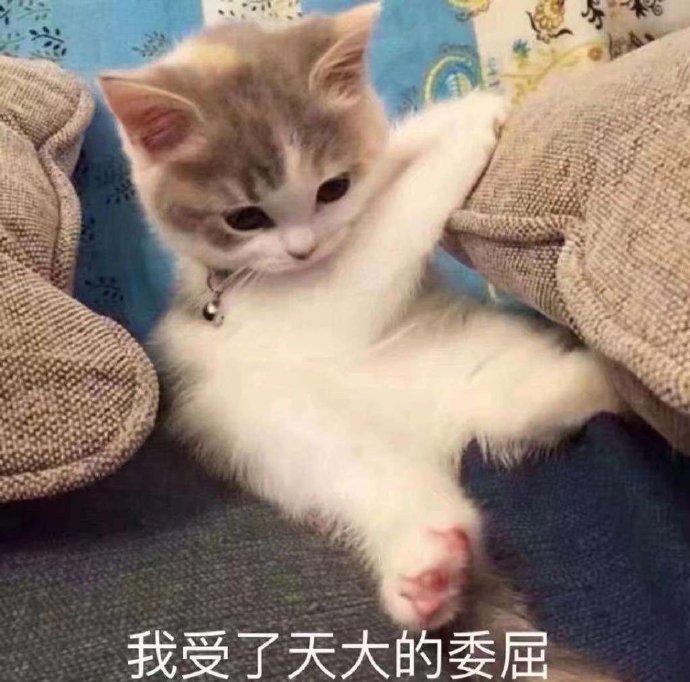 萌宠猫星人我受了天大的委屈难受呆萌可爱gif动图_动态图_表情包下载