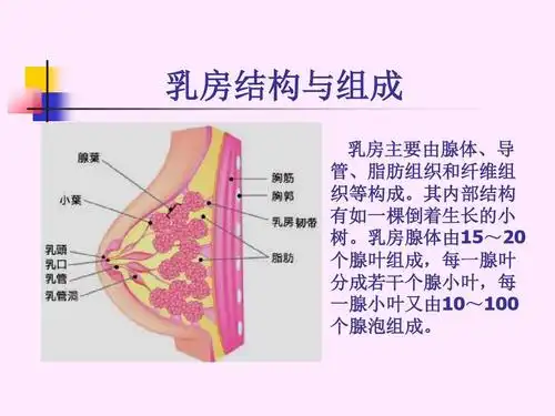 乳房结构与组成 乳房主要由腺体,导 管,脂肪组织和纤维组 织等构成.