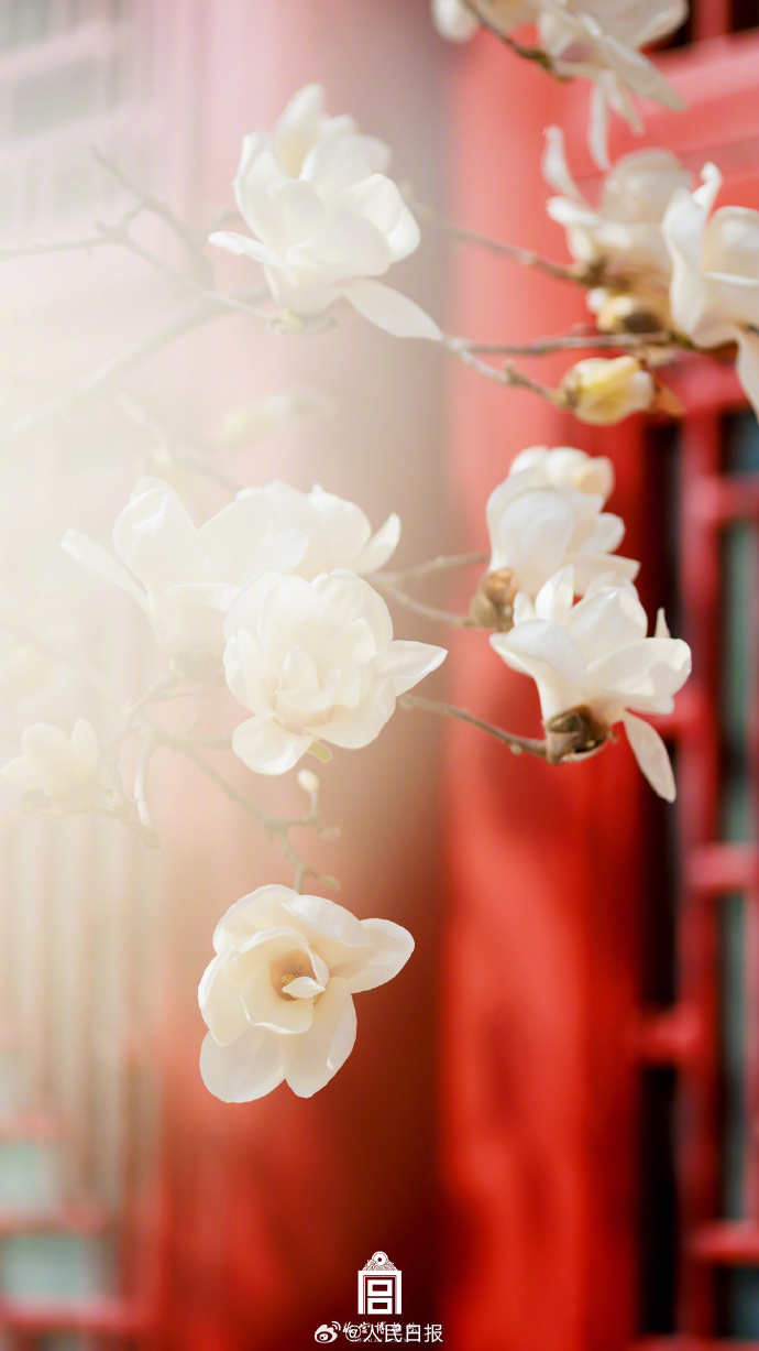 故宫玉兰花壁纸上新#】三月春光正好,故宫玉兰花迎来全盛期,清新搜排
