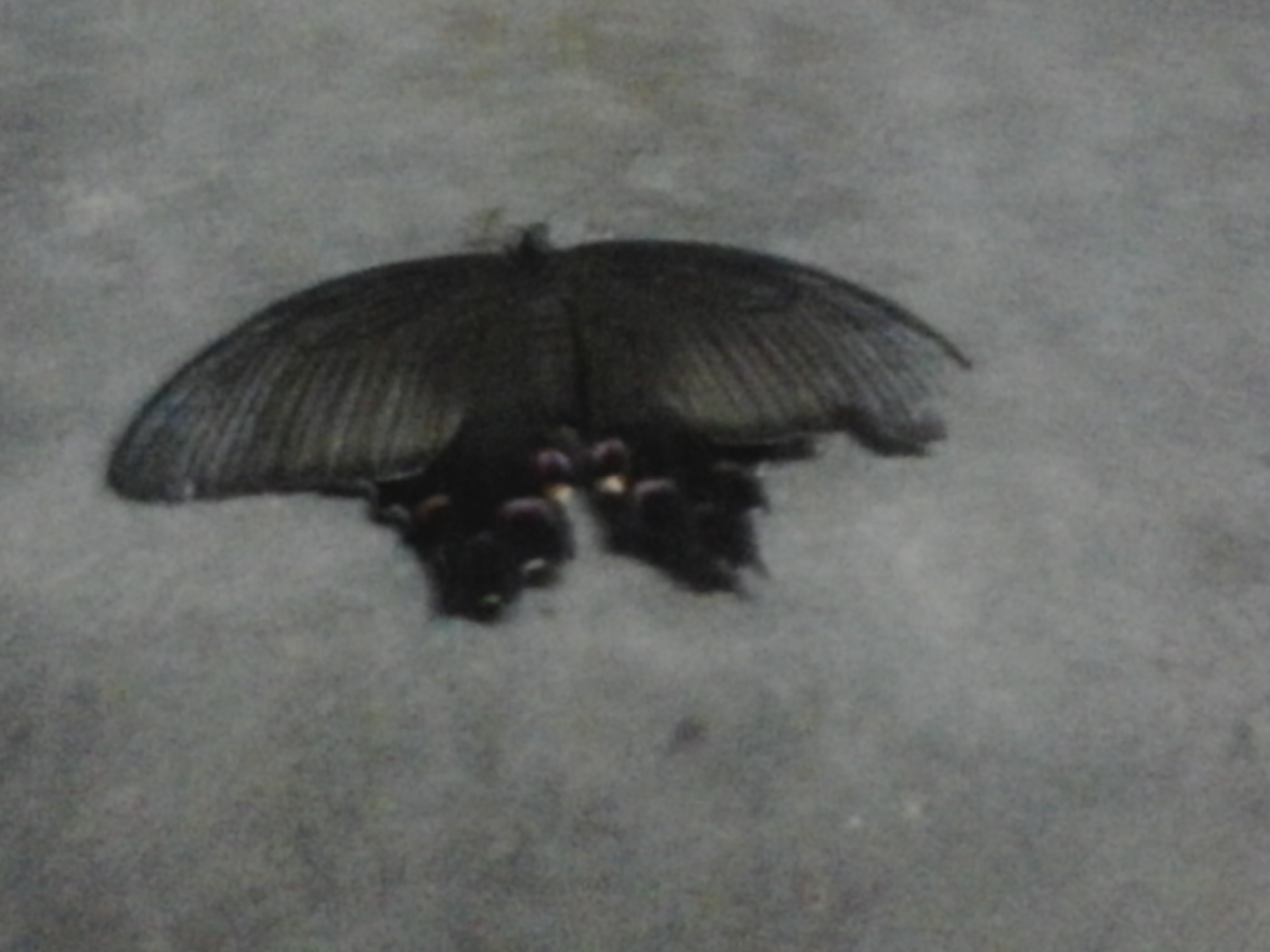 这是什么品种的飞蛾?